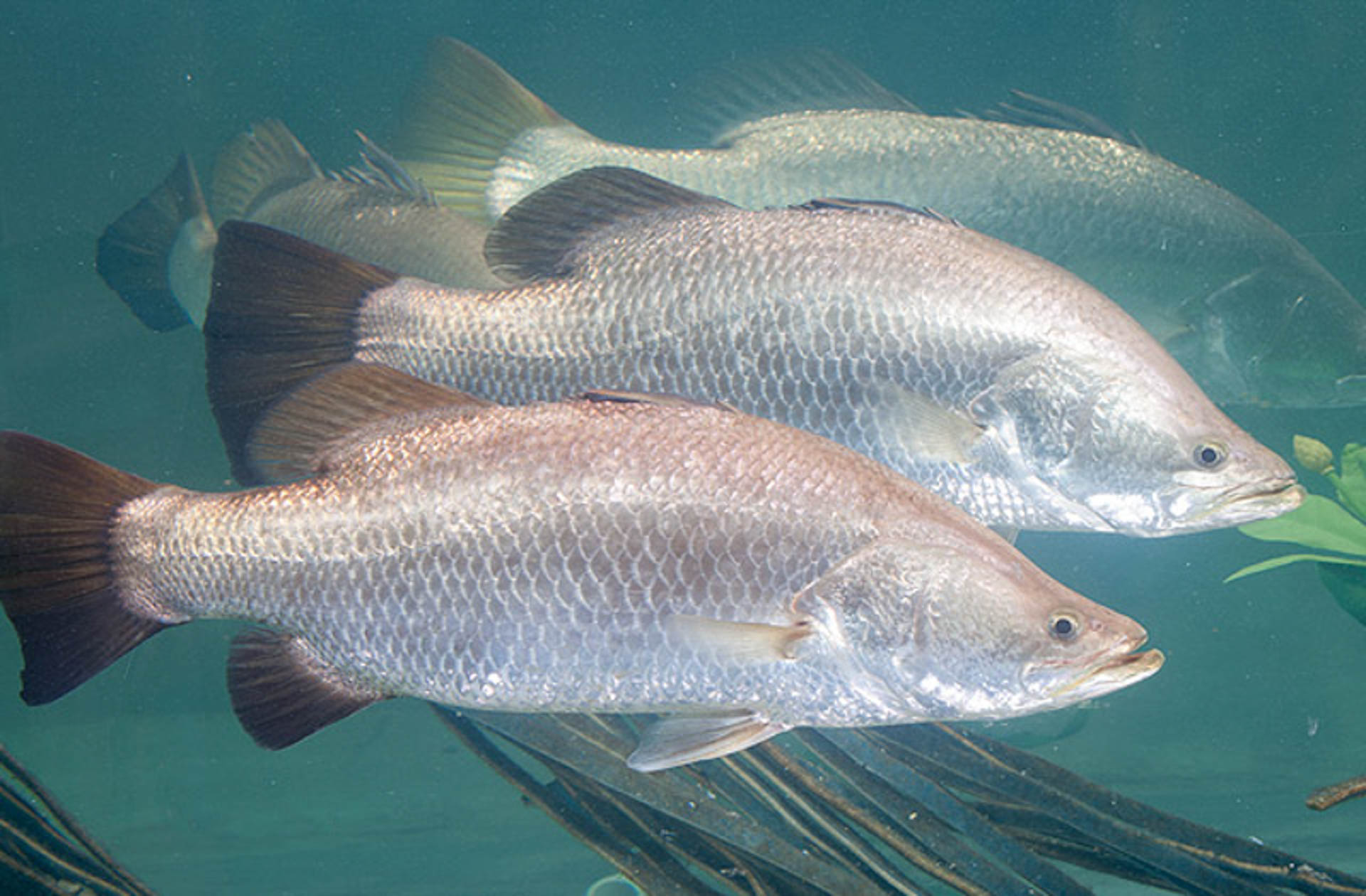 Sea Perch/Barramundi fish, one of the species that FishPac systems transports in its containers