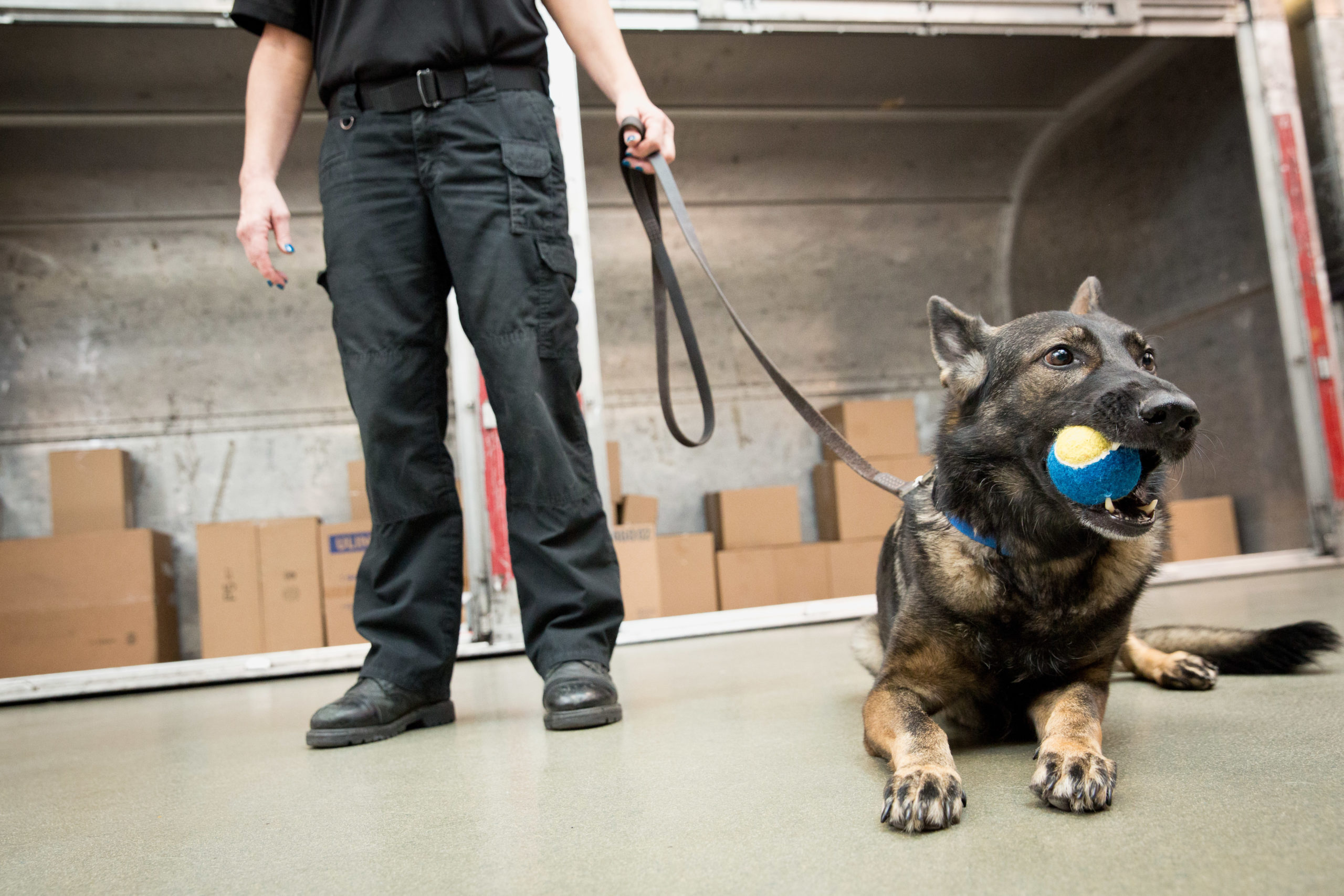 MSA Security bomb Dog Training