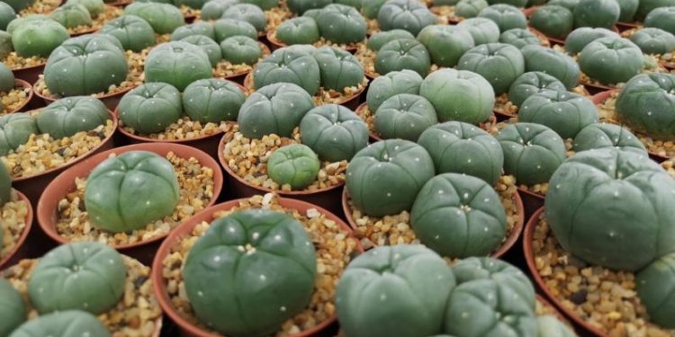 Cactus demand blooms in Southeast Asia