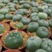 Cactus demand blooms in Southeast Asia