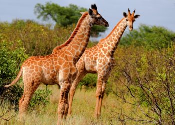 Giraffes © Can Stock Photo / nightowlza