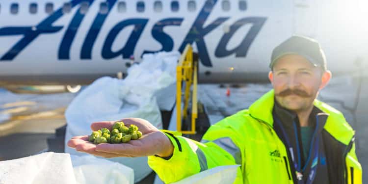 More than 1,200 pounds of fresh hops were shipped via Alaska Air Cargo to Maui and Anchorage within 24 hours of harvest in Central Washington. (Photos by Ingrid Barrentine.)