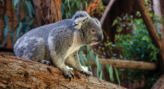 Koala sits on tree branch