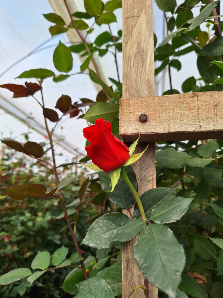A red rose growing